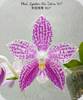 Phal. Lyndon Mix Zebra 817